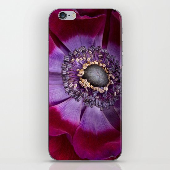 Anemone Coronaria - Macro iPhone & iPod Skin