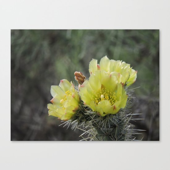 California Cactus Blooms Canvas Print