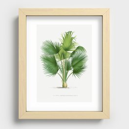 Vintage Palm Tree | Fan Palm | Thrinax barbadensis | Les Palmiers Histoire Iconographique (1878) | Recessed Framed Print