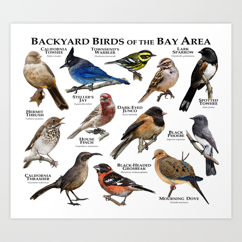 Backyard Bird Of The Bay Area Art Print By Wildlife Art Society6