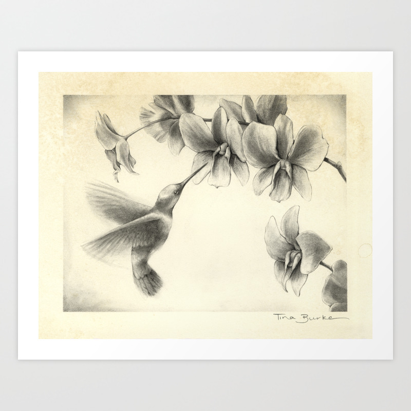 Hummingbird With Orchid Art Print By Tinaburke Society6 A native orchid to mexico, guatemala, el salvador and honduras. hummingbird with orchid art print by tinaburke