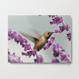 Slipping in for Another Sip Metal Print | Animal, Color, Tan, Purple, Salvialeucantha, Blue, Laverneca, Photo, Mexicansage, Bird 