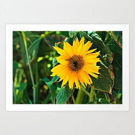  Summer Flower Sunflower Blooming Closeup  Art Print | Bloom, Farm, Decorative, Blossom, Petals, Sunflower, Floral, Garden, Summer, Yellow 