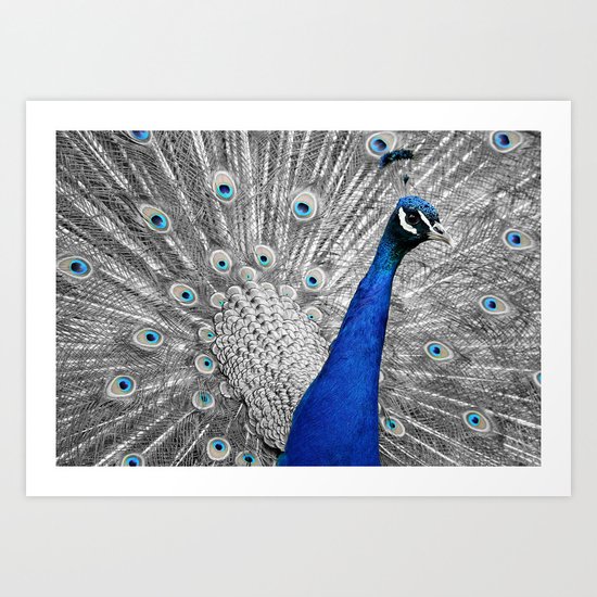 peacock ue Art Print