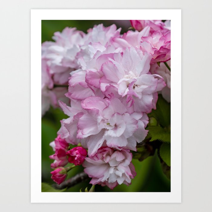 Cheery Blossoms Art Print