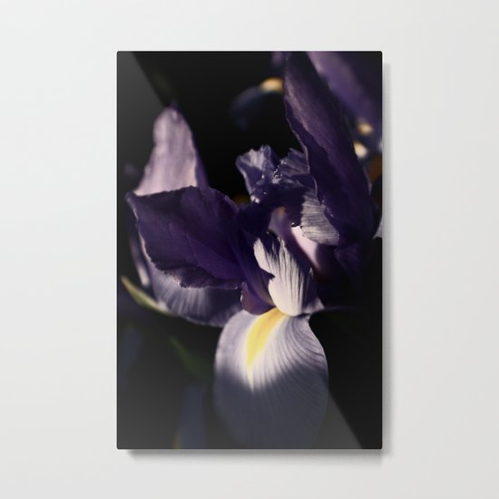 Iris #3 Metal Print