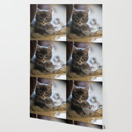CATS Wallpaper