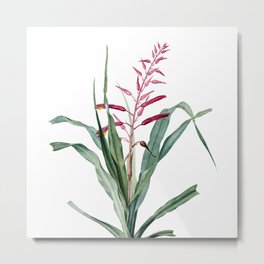 Vintage Pitcairnia Bromeliaefolia Botanical Illustration on Pure White Metal Print