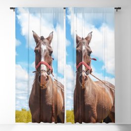 horse by Bruno Thethe Blackout Curtain