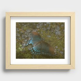 BLUE BUTTERFLY Recessed Framed Print