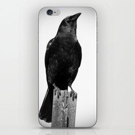 The Solitary Crow iPhone Skin
