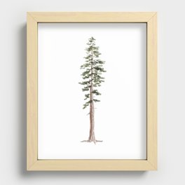 Coastal Redwood Watercolor Recessed Framed Print