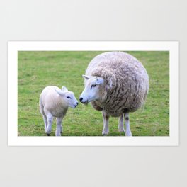 sheep lamb wool mother Art Print