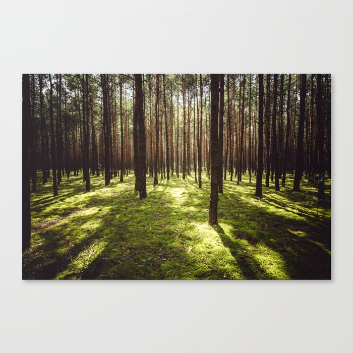 FOREST - Landscape and Nature Photography Canvas Print