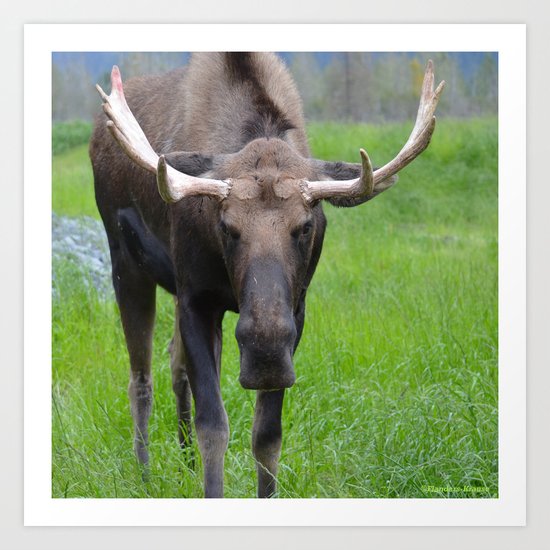 Bullwinkle Bull Art Print