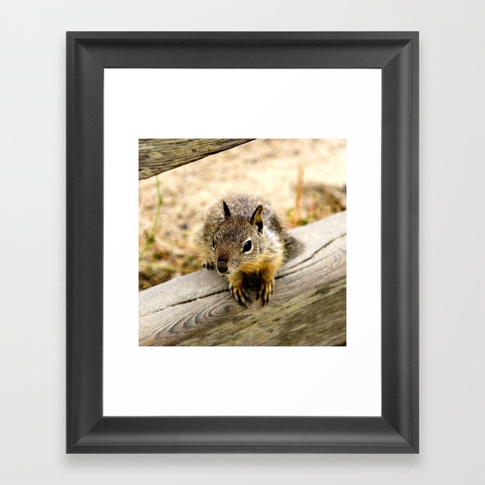 Young Ground Squirrel Framed Art Print by Ross Campbell | Society6
