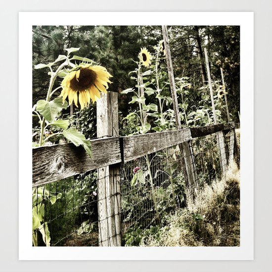 Caged Sunflowers Art Print