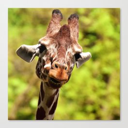 South Africa Photography - Giraffe Smiling Canvas Print