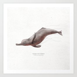  Ganges river dolphin scientific illustration art print Art Print