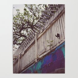 cat in fence Poster