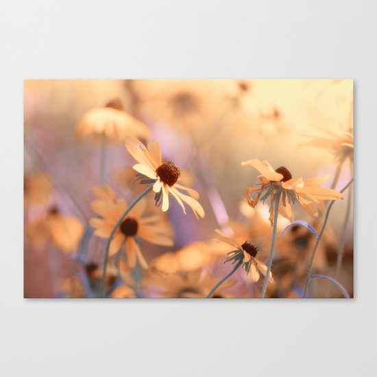Suns star in the autumn garden Canvas Print
