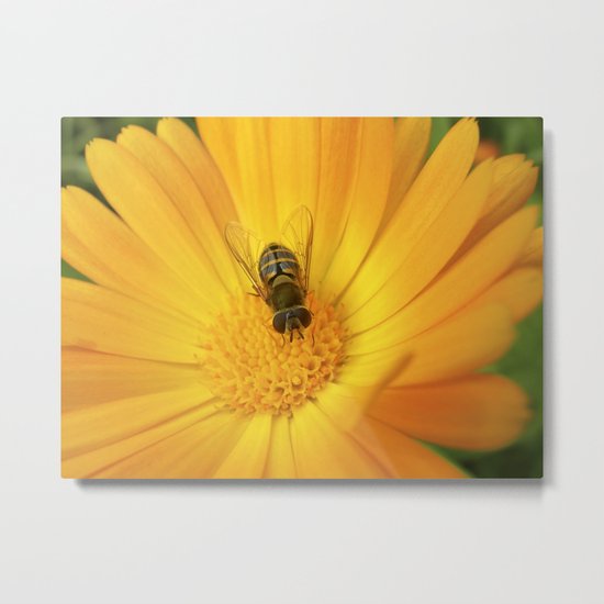 flower fly macro II Metal Print
