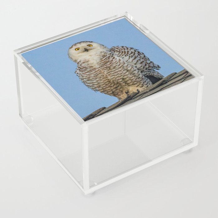 Snowy Owl Portrait Acrylic Box