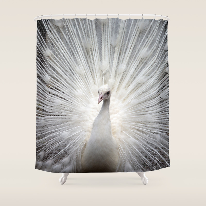 Elegant White Peacock Vintage Style Photo Of A Rare Albino Peacock Bird Nature Photograph Shower Curtain By Igalaxy Society6