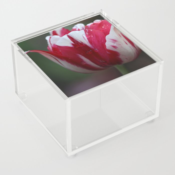 Didier's tulips (Tulipa gesneriana) Acrylic Box