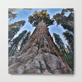 Redwood big II portrait size; redwoods of California; John Muir woods giant trees nature landscape color photograph / photography Metal Print