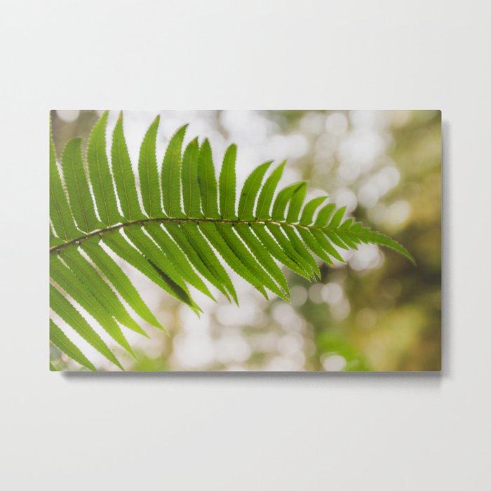 Fern in the shadows of the Redwoods Metal Print