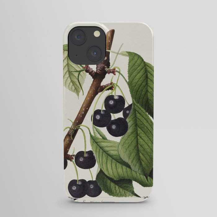 Cherries (Prunus Avium) (1892) by William Henry Prestele. iPhone Case