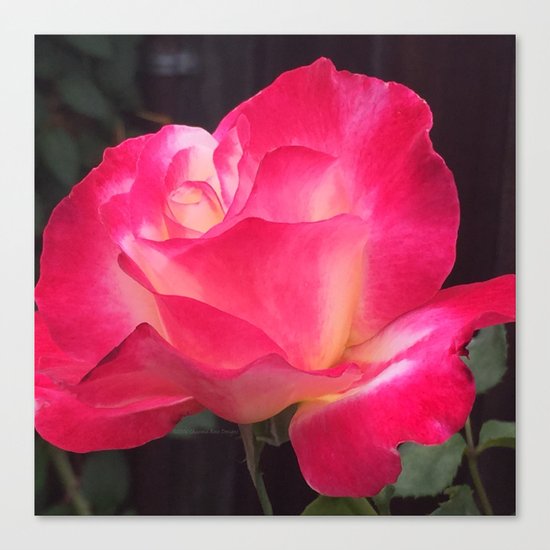 Grandma's Beautiful Rose Untouched Canvas Print