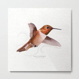 Rufous Hummingbird scientific illustration art print Metal Print
