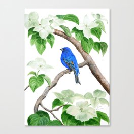 Royal Blue-Indigo Bunting in the Dogwoods by Teresa Thompson Canvas Print
