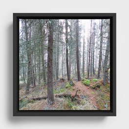 Scottish Highlands Pine Forest Misty Nature Ramble in Afterglow  Framed Canvas
