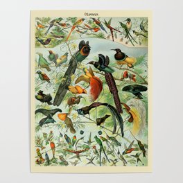 Adolphe Millot "Oiseaux" Tropical Birds Nouveau Larousse 1905 Poster