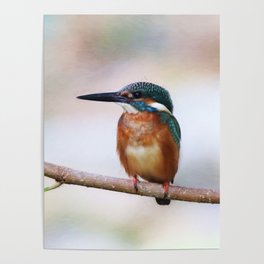 kingfisher Poster