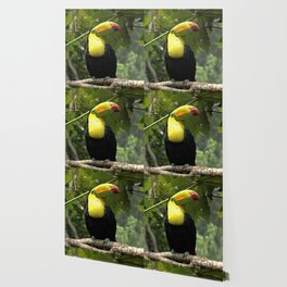 Mexico Photography - Beautiful Toucan On A Branch Wallpaper