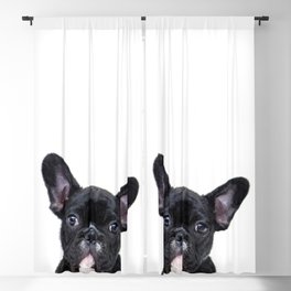 French bulldog portrait Blackout Curtain