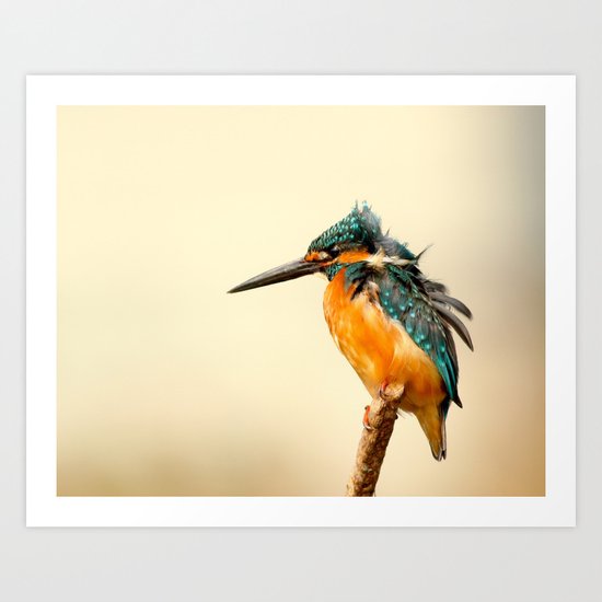 Kingfisher Bird Art Print