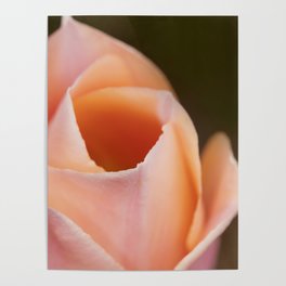 Pastel Tulip Poster