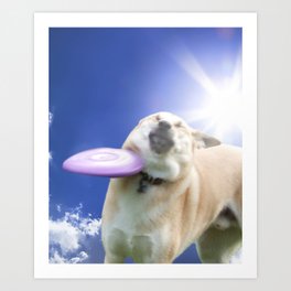 Dog Dog Getting Hit By Frisbee Wallpaper