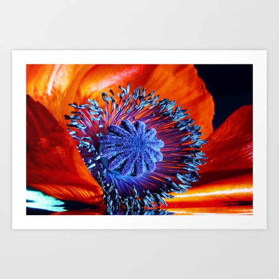poppy dreams Art Print