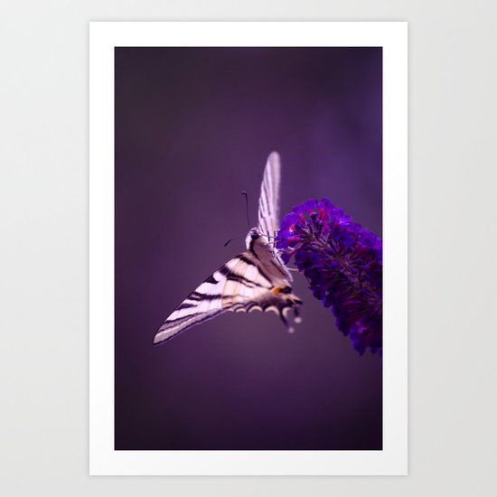 Purple Butterfly Art Print