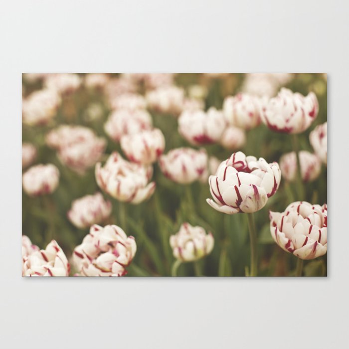 Candy Tulips Canvas Print