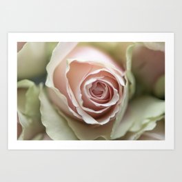 Floral blush pink rose - boho flower - nature and travel photography Art Print