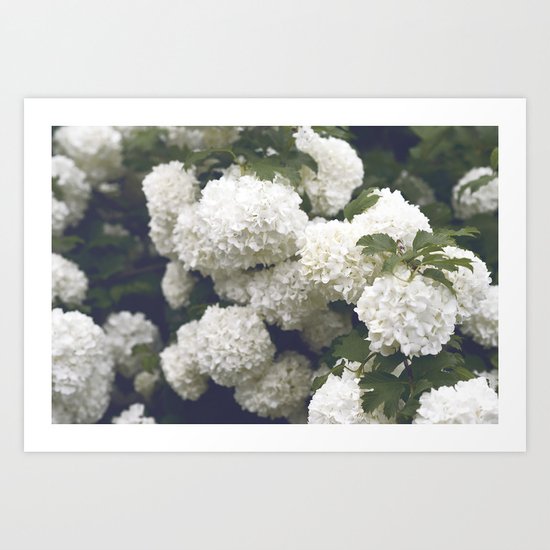 white flowers Art Print