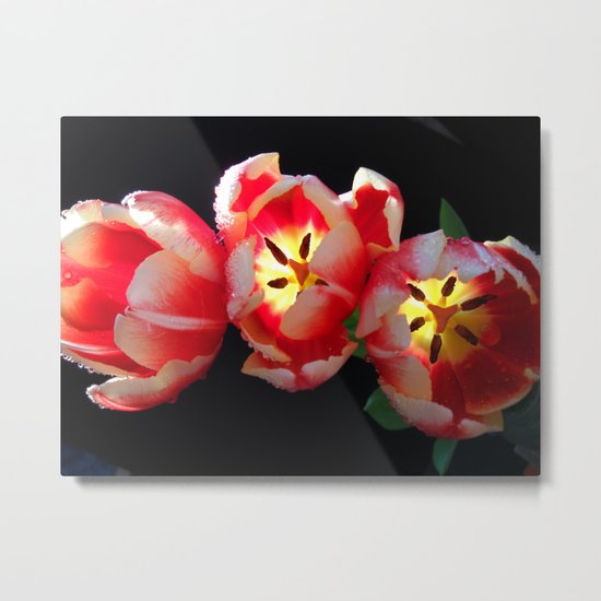Trio Tulips Metal Print