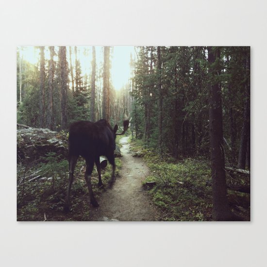 Trail Moose Canvas Print